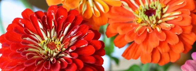 zinnias