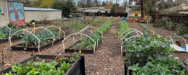 Grace garden winter crops