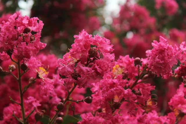 fuchsia colored fluffy crape myrtle flowers