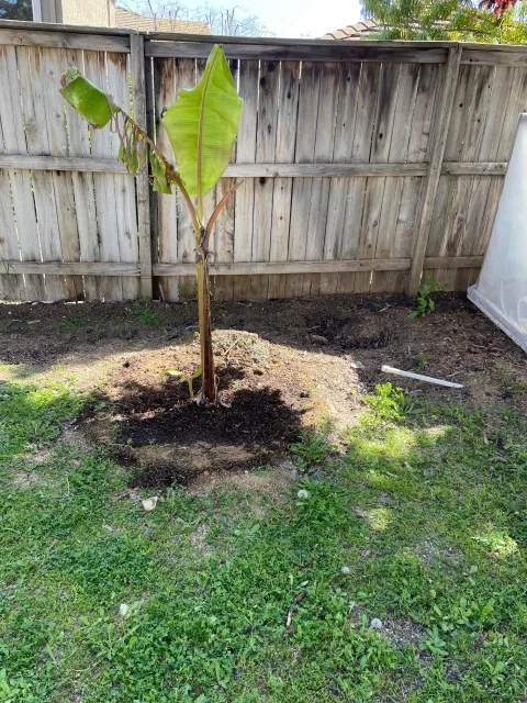 Freshly planted banana tree in a yard.