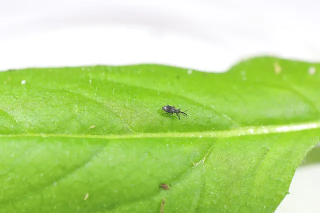 A small grey weevil on a green leaf.
