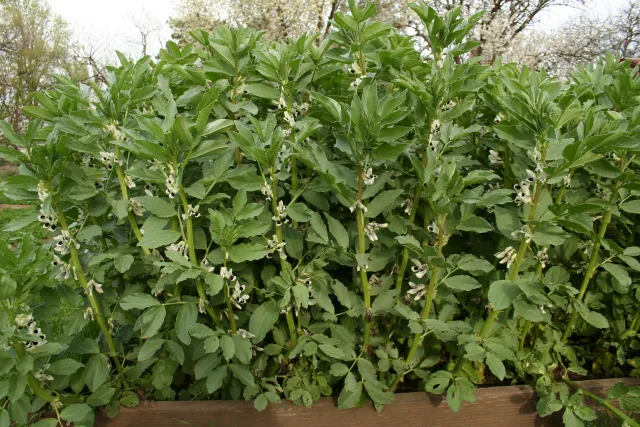Fava Beans are a useful cover crop, and their leaves can be sauteed like any other edible green. J. Alosi