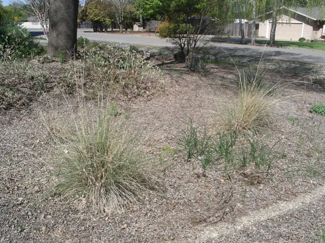 Leaves left alone to turn into mulch. Cindy Weiner