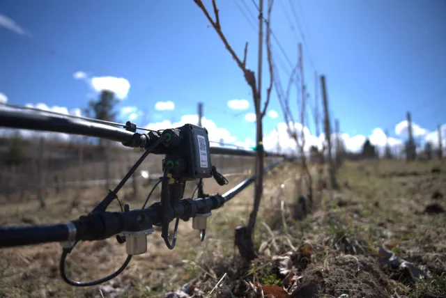 Sensor on drip irrigation tubing in a vineyard