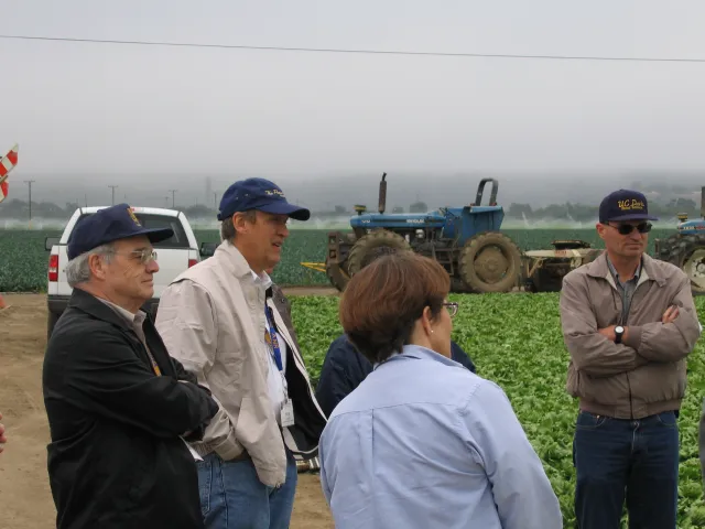 Four people in lettuce field