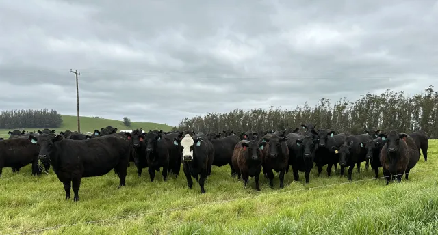 Marin Livestock Herd
