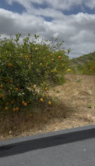 Lemon orchard