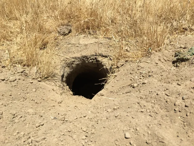 Ground squirrel burrow. Photo by Devii Rao. 
