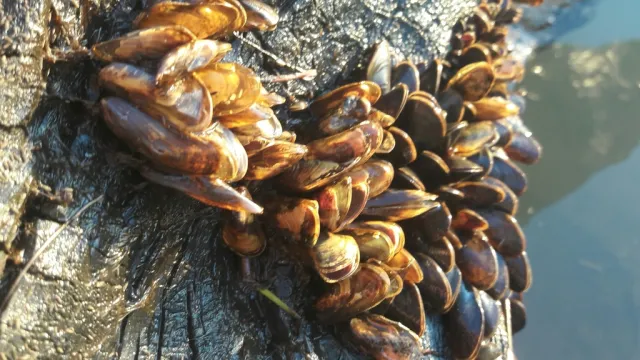 Many golden and orange-brown shells grouped together on a rock.