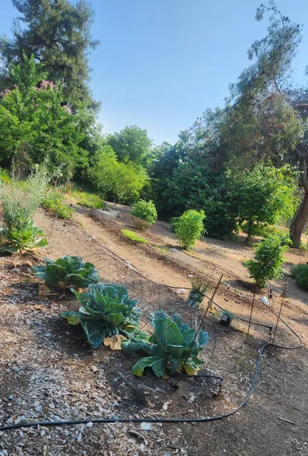 Raised beds without boards