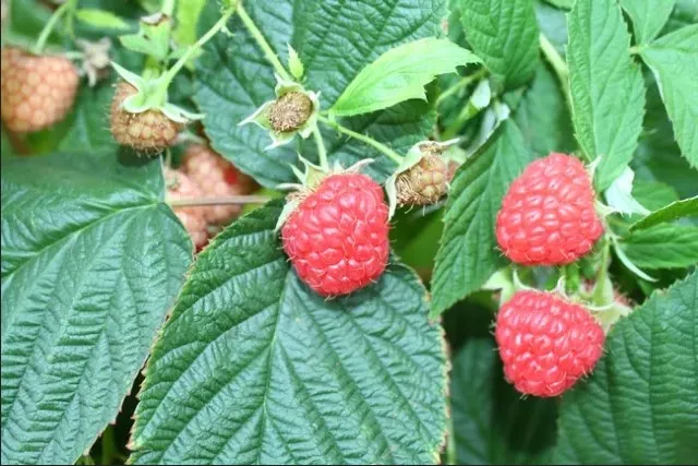 Photo of raspberries growing on a bush.