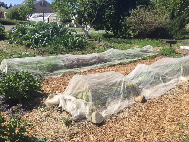 Fine mesh fabric covering rows of plants in a garden.