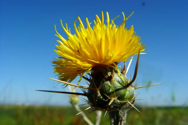 Yellow Starthistle