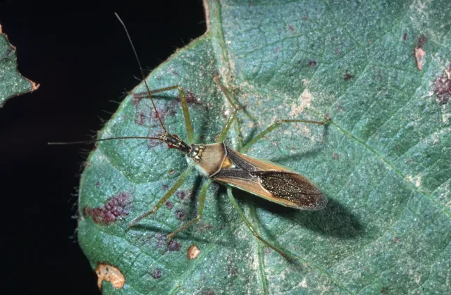 A long, brown insect on a green leaf.