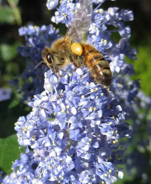Honey bee on Ceanothus 'Ray Hartman', J. Alosi