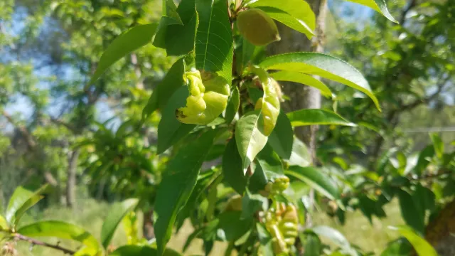 Twisted, distorted leaves amongst healthy, green leaves on a tree.