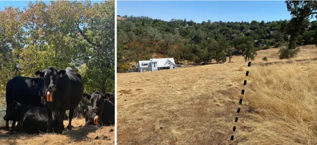 herd of cattle wearing virtual fencing collars next to fuel break grazing results where range has been effectively grazed