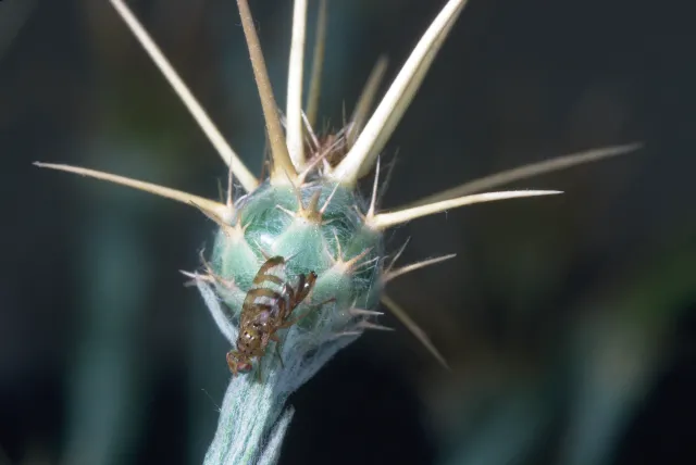 A fly with striped wings sitting on the light green, spiky seed head of a yellow starthistle plant.
