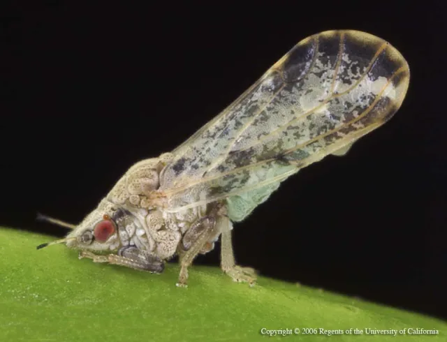 Asian Citrus Psyllid