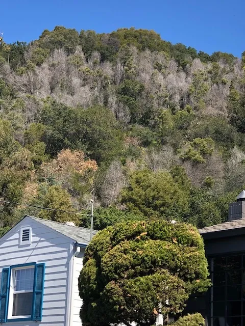 Dead blackwood acacia trees behind a house in the East Bay hills.
