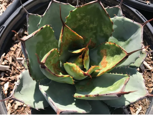A light green spiny succulent plant with scarred, damaged leaves.
