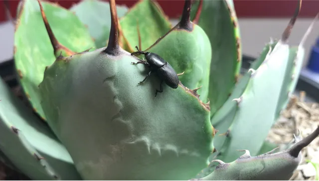 A large black beetle on a spiny green succulent plant.