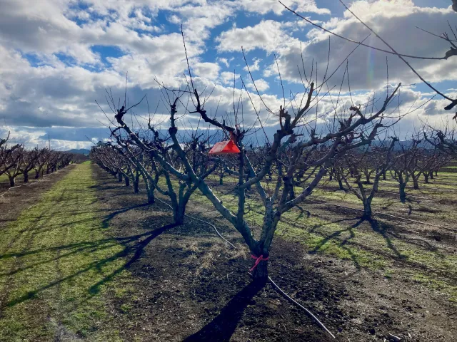 Delta trap on a tree in an orchard