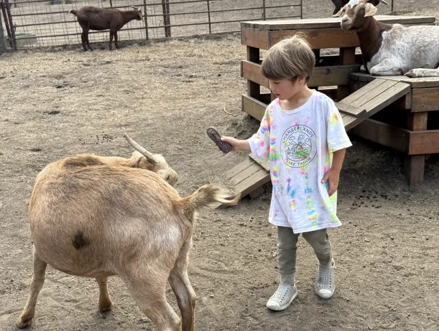 A little boy holding a brush approaches a goat