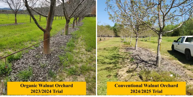 Fig. 1. Walnut leaf mulch small plots trial as a low-input strategy for weed management.