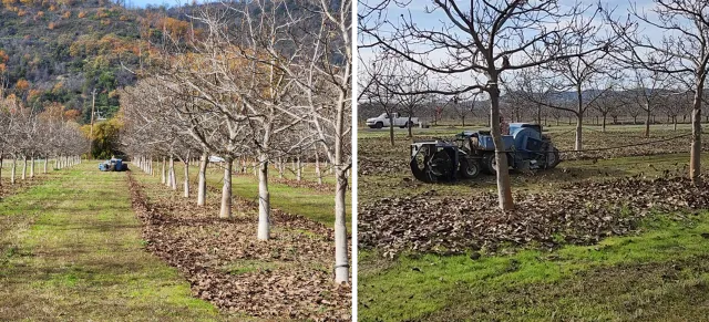 Fig. 2. Walnut leaves being swept into the tree rows.