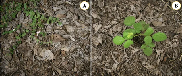 Fig. 4. (A) field bindweed (Convolvulus arvensis) and (B) blackberry (Rubus spp.) emerging through the walnut leaf mulch.