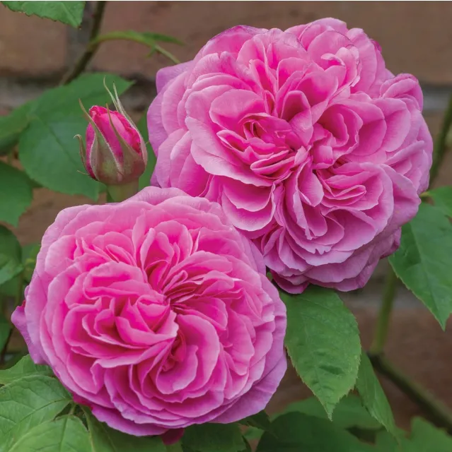 Gertrude Jekylle rose