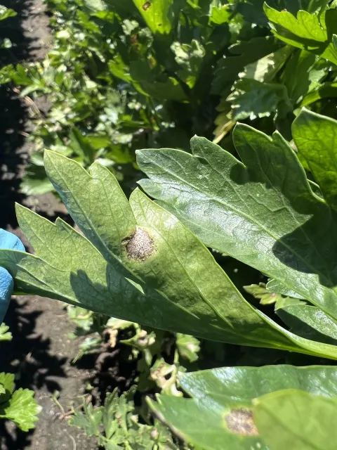 celery late blight closeup
