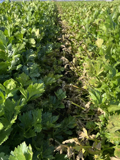 Photo 1. (Right) Severe leaf and petiole blight on the inoculated bed; (Left) non-inoculated bed in the trial