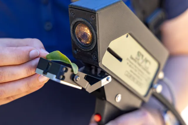 Closeup of leaf being scanned by the Leaf Monitor tool