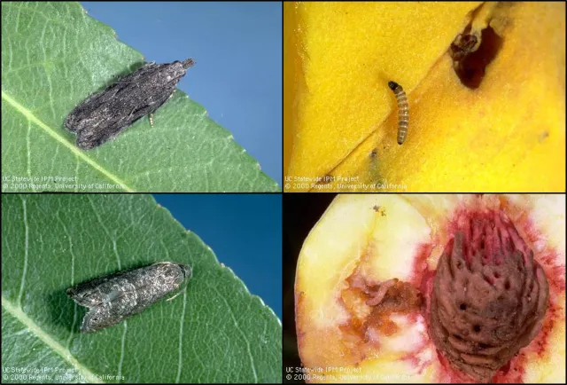 UCIPM PTB (top) & OFM (bottom) adults (left) & larvae (right)