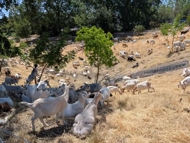 Numerous white and brown goats grazing an expanse of dry, brown grasses. Some are resting in the shade of a tree.