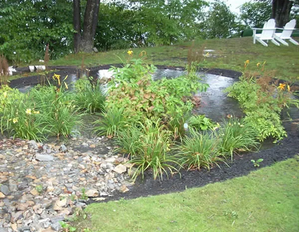 Photo of a rain garden with water and plants.