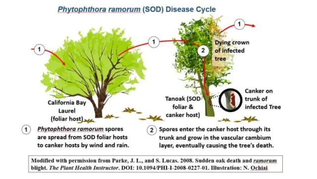 Diagram illustrating the Phytophthora ramorum (SOD) disease cycle. It shows spores transferring from a healthy California Bay Laurel to a dying Tanoak, infecting its trunk and causing death. Arrows and text explain the process.