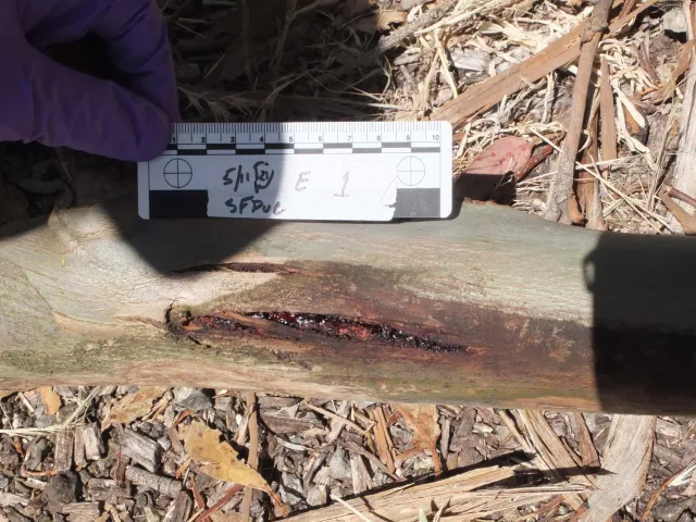 A hand holds a card measuring the canker