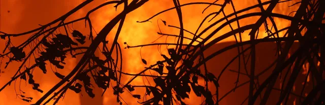 burning branches