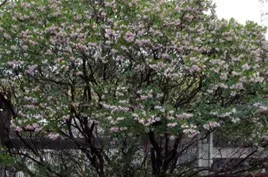 ‘Austin Griffiths’ manzanita