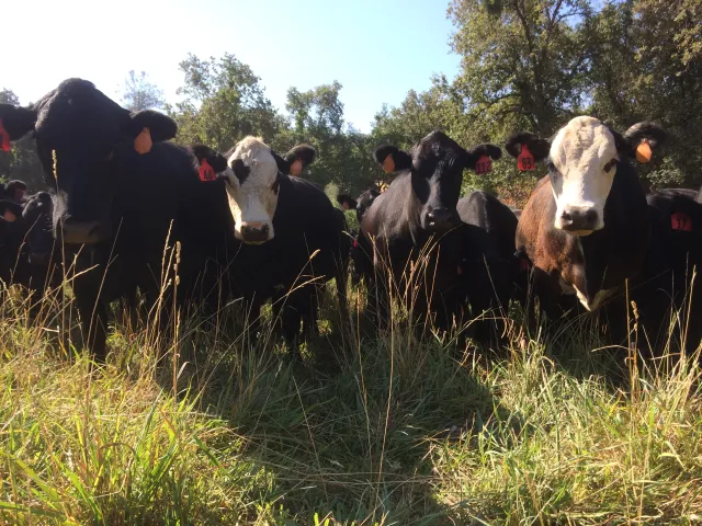Heifer cattle grazing on irrigated pasture in the Sierra foothills.