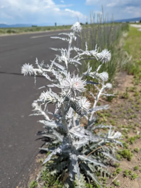Image of a snowy thistle in Surprise valley on a roadside before it bloomed