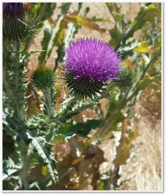 Image of Scotch thistle in Long Valley, notice the rounder seed heads and hairy blueish grey leaves.