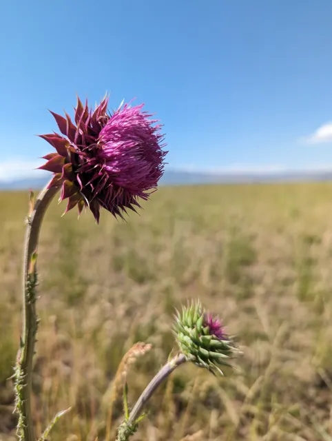 Image of Musk Thistle in a pasture in Sierra valley, look how large and distinct the bracts are at the base of the flower.