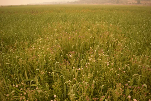 Image of Canada thistle in Willow Creek Valley during the Dixie fire in a triticale field. Notice the smaller leaves small seed heads in clumps with purple pink and whitish flowers.