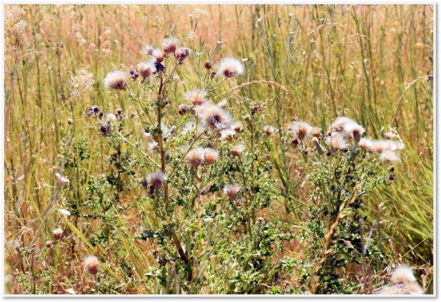 Image of Close up of smaller Canada thistle heads in the Honey Lake Valley. Heads can be onion shaped, to round, but are smaller than the biennial thistle heads above.
