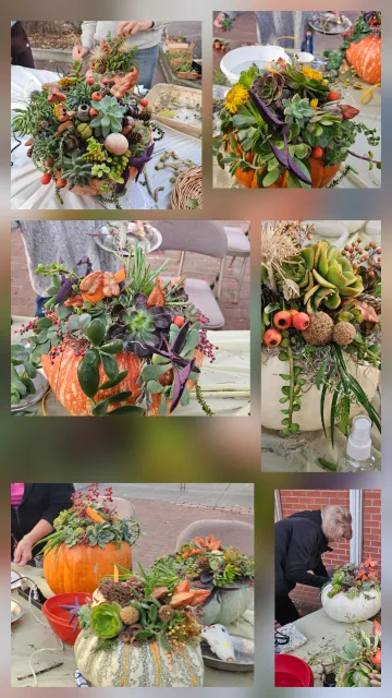 collection of photos with pumpkins decorated with succulents on top
