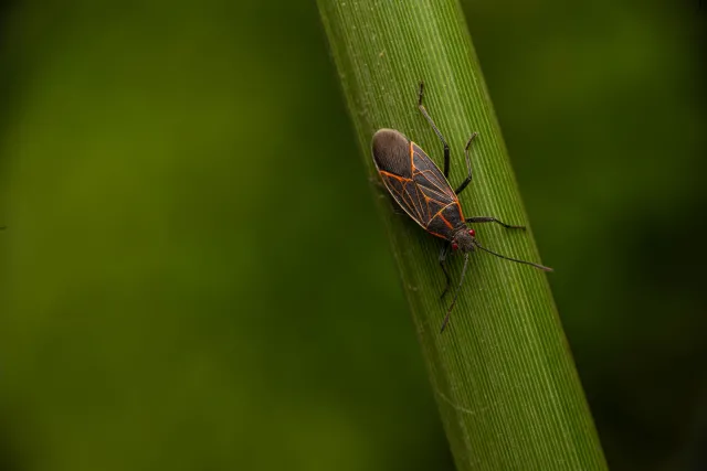 A small black bug with red markings on its back crawling on a green plant stem.